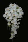 white phalenopsis orchids shower bride's bouquet